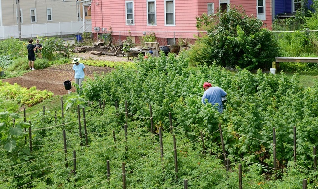 Virtual Course: Gardens as Agents of Change - SOLD OUT